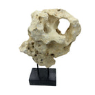 Indonesian Coral Stone On Teak Stand - Berbere Imports