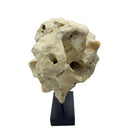 Indonesian Coral Stone On Teak Stand - Berbere Imports