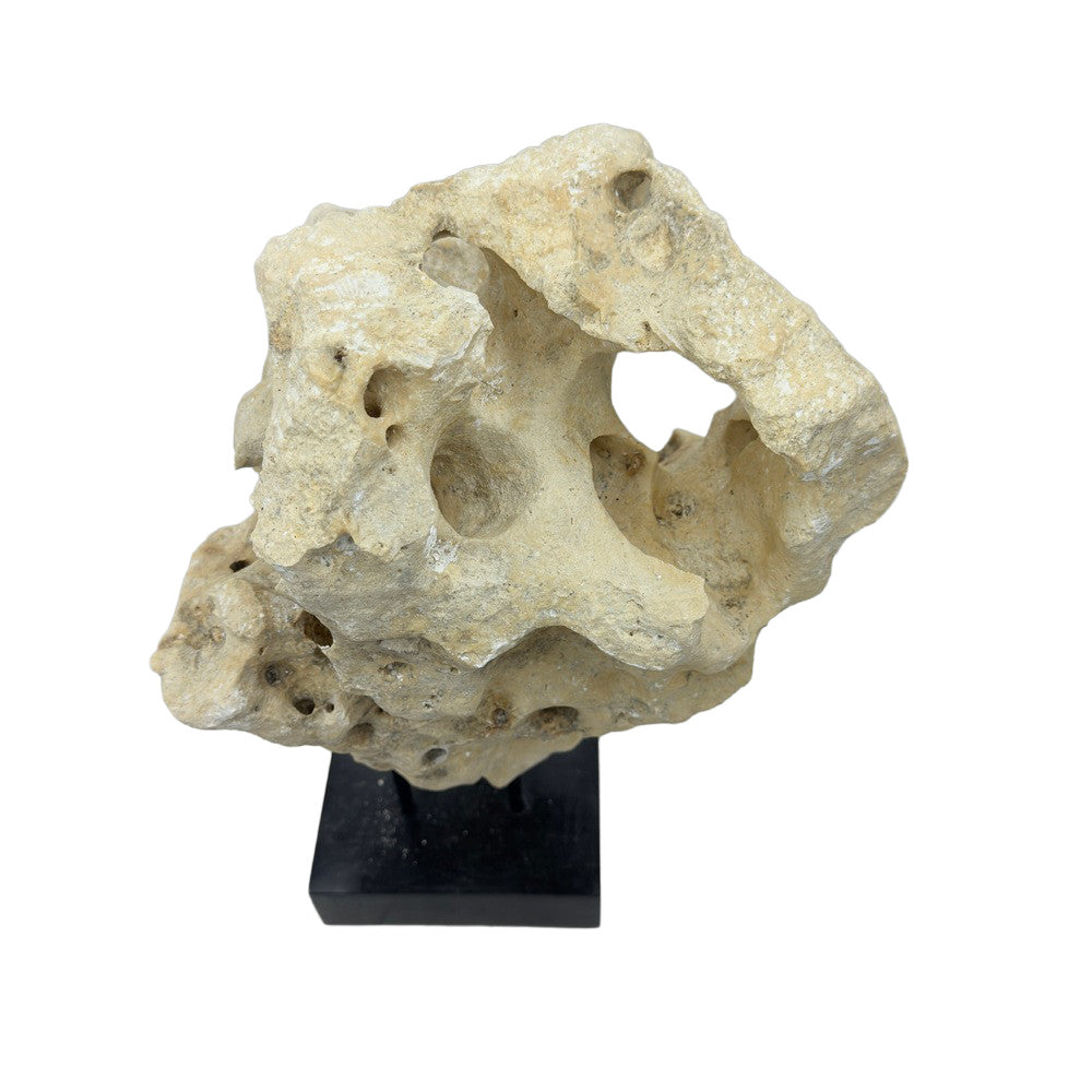 Indonesian Coral Stone On Teak Stand - Berbere Imports