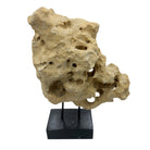 Indonesian Coral Stone On Teak Stand - Berbere Imports