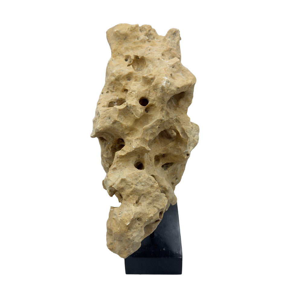 Indonesian Coral Stone On Teak Stand - Berbere Imports