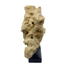 Indonesian Coral Stone On Teak Stand - Berbere Imports