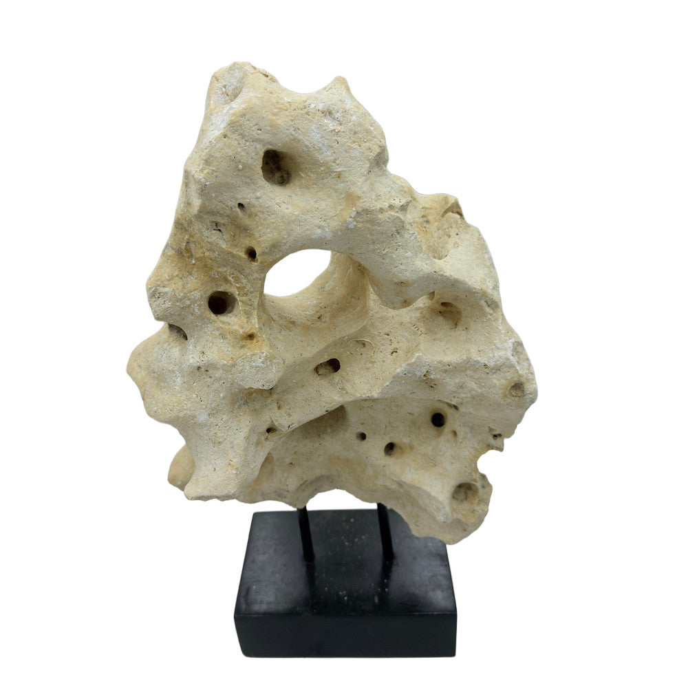 Indonesian Coral Stone On Teak Stand - Berbere Imports