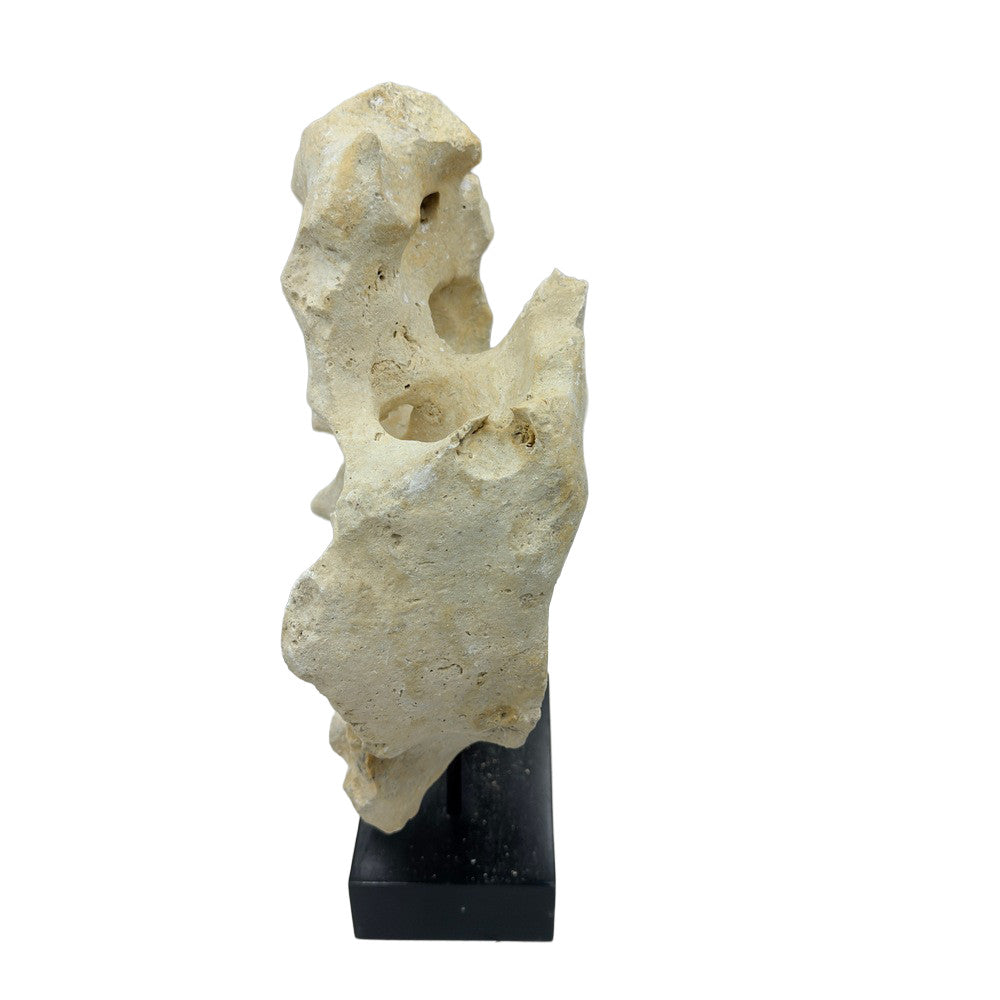 Indonesian Coral Stone On Teak Stand - Berbere Imports