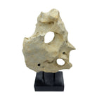 Indonesian Coral Stone On Teak Stand - Berbere Imports