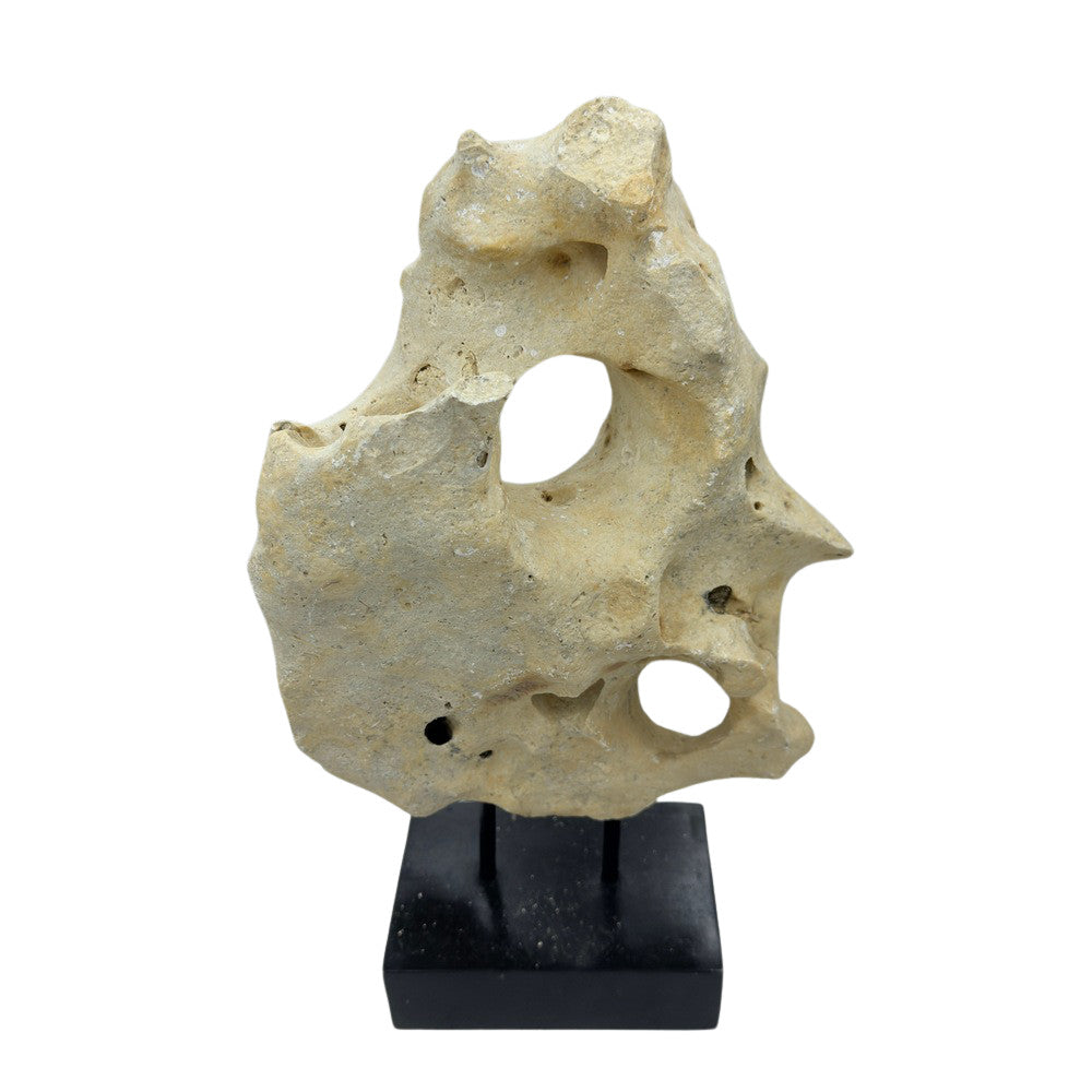 Indonesian Coral Stone On Teak Stand - Berbere Imports