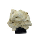 Indonesian Coral Stone On Teak Stand - Berbere Imports