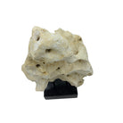 Indonesian Coral Stone On Teak Stand - Berbere Imports