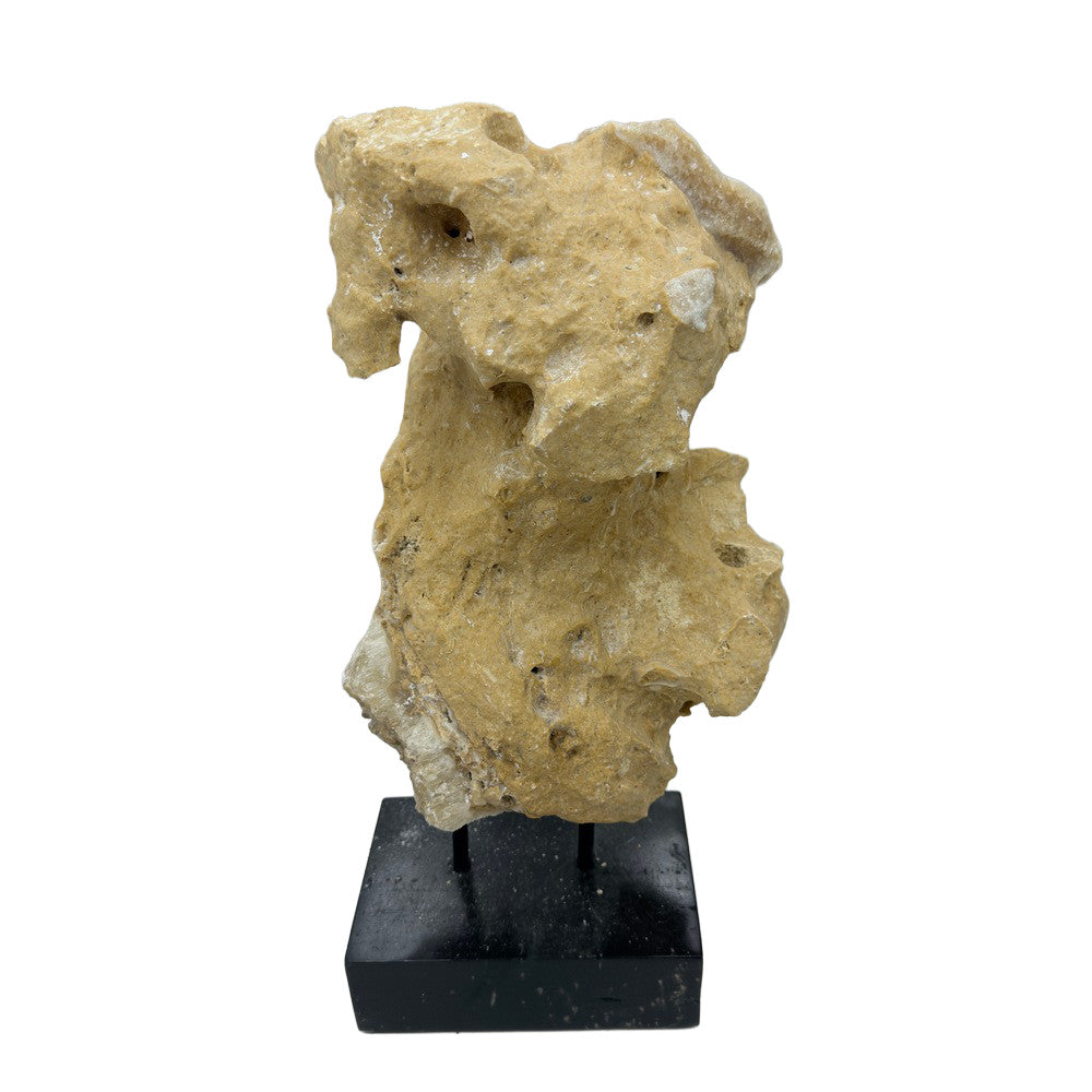 Indonesian Coral Stone On Teak Stand - Berbere Imports