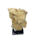 Indonesian Coral Stone On Teak Stand - Berbere Imports